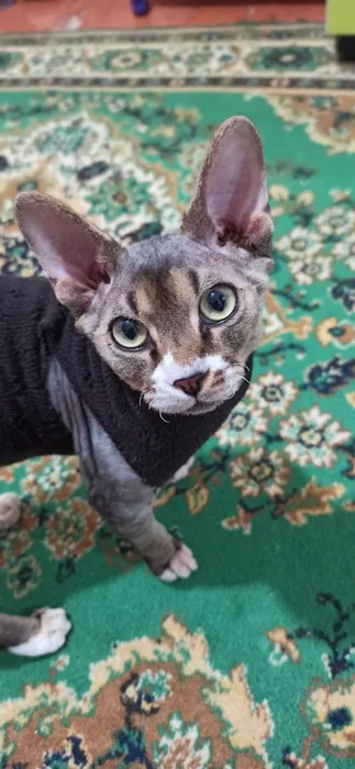 IMG_20260301_202305_500